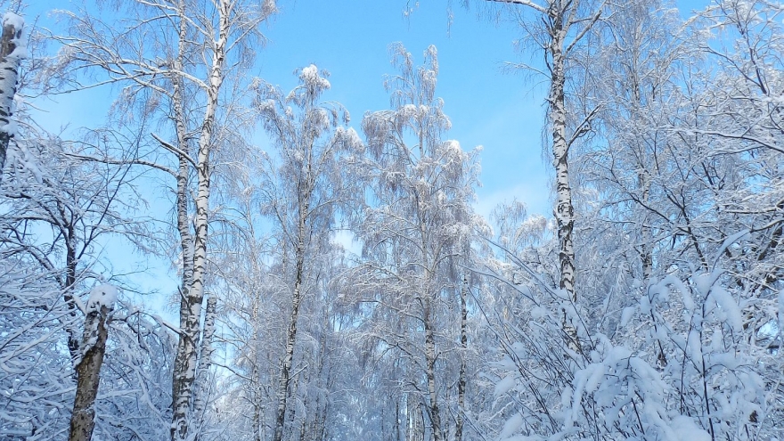 Зима в людиновском лесу