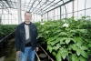 Генеральный директор компании «Зеленые линии - Калуга» Олег Реминный в оранжерее по выращиванию безвирусного картофеля