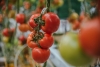 В «АгроИнвесте» началась высадка томатов